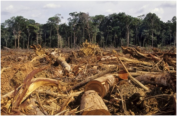 La tala desmedida de árboles es un severo problema