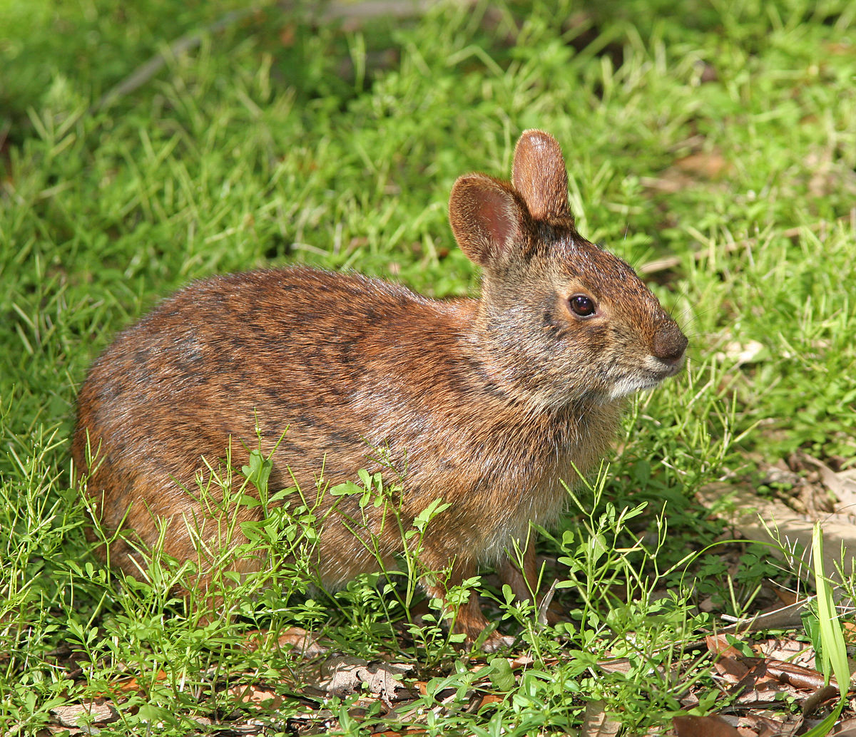 Nombraron una especie de conejo en su honor