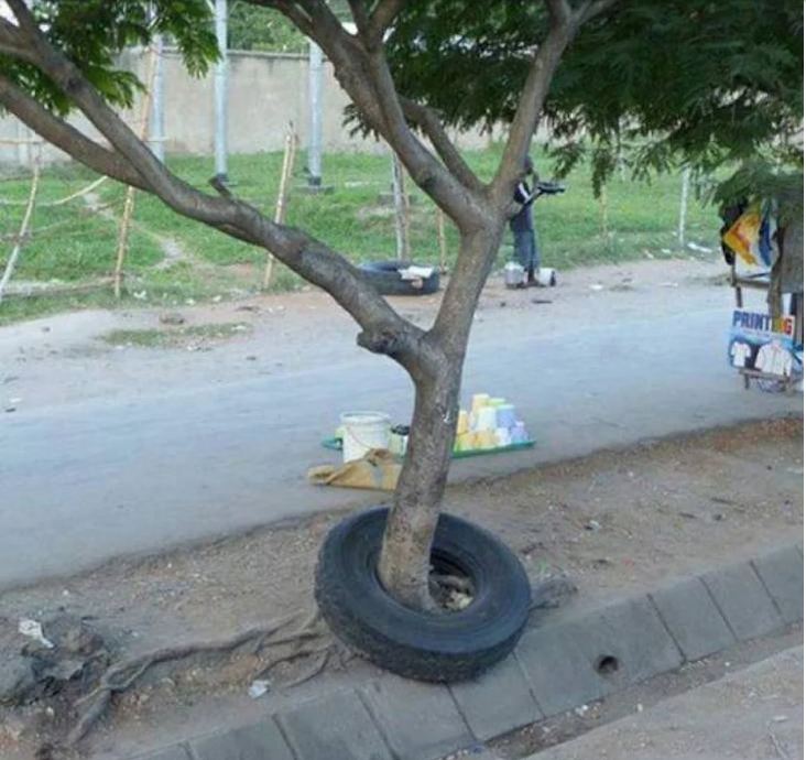 ¿Qué fue primero el árbol o la llanta?