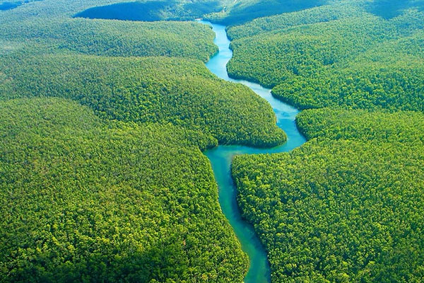 Las selvas tropicales en la tierra.