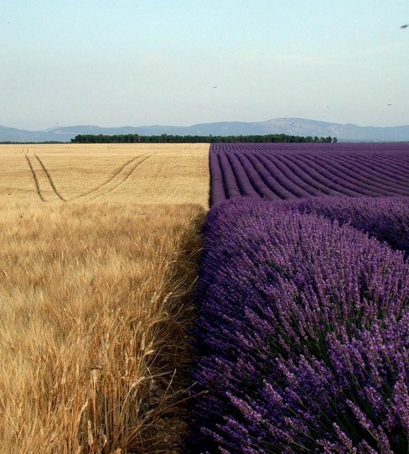 Trigo vs. Lavanda