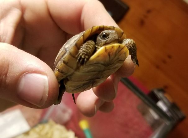 ¡Si! Es una tortuga bebé que mi perro encontró en el jardín