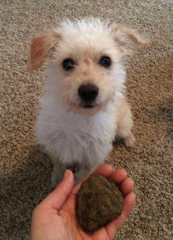 Hay perros tradicionales que prefieren regalar rocas