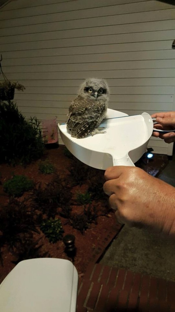 Siempre traía aves muertas, pero esta vez fue un ¡Búho!