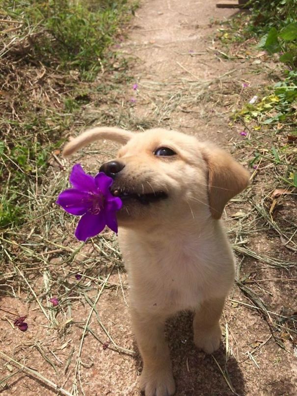 Esta ternurita solo trae una flor ¡Pero es una ternura!