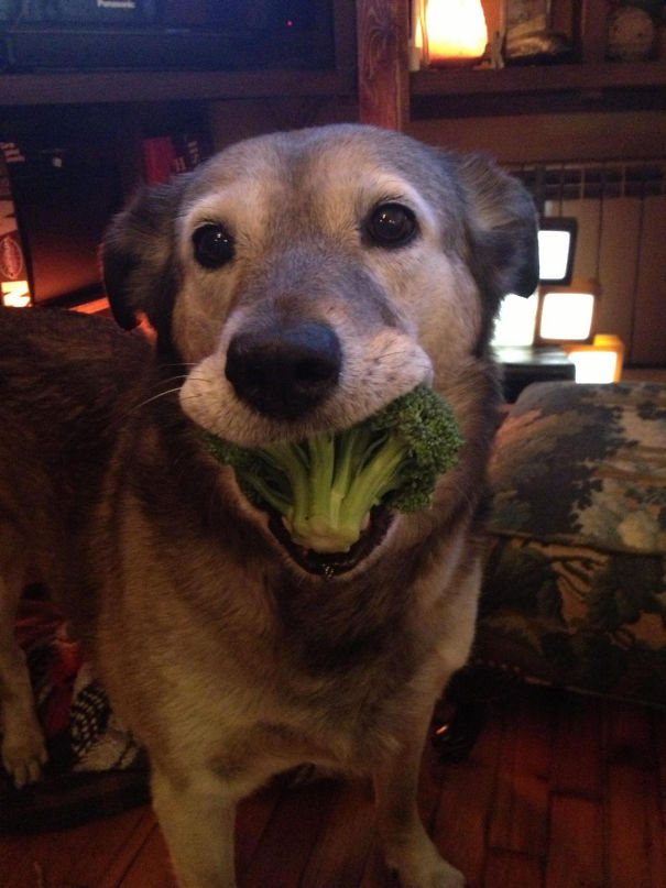 Un perro sano y vegetariano vale por dos