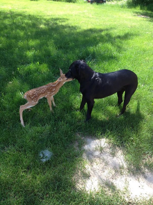 Cuando mi perro vino a casa con esto, tuve que llamar a la Sociedad Protectora de Animales