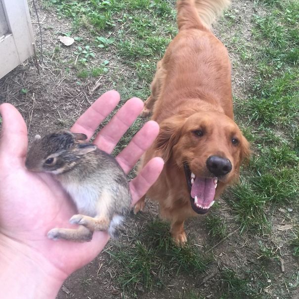 La manera de quedar bien de mi perro es trayendo conejos bebés