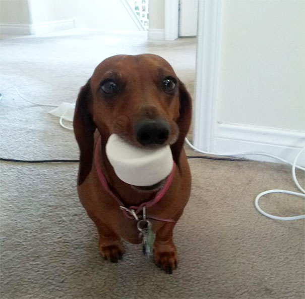 Este perro salchicha es lo más tierno con su marshmallow