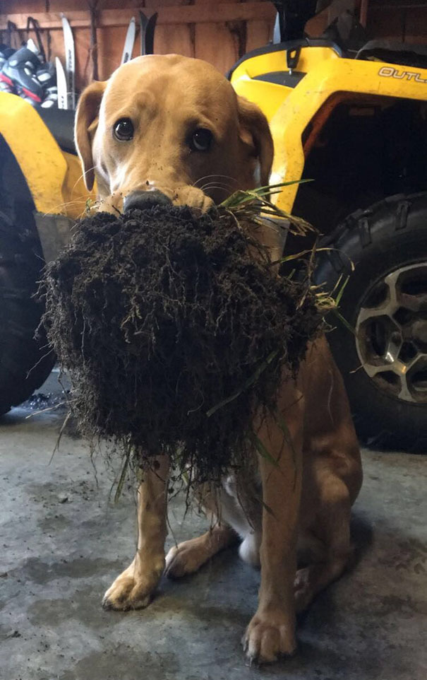 Cómo no amar a este guapo que trae las plantas con todo y raíz