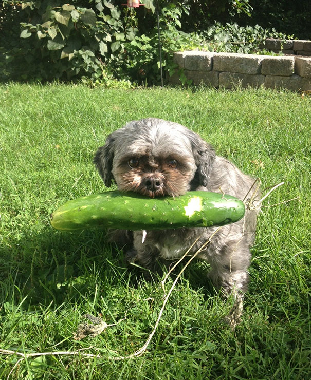 Creo que Larry quiere que hagamos una ensalada