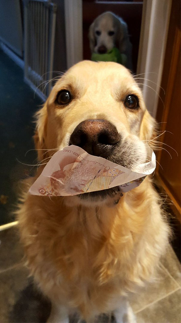¡Más perros que den dinero necesitamos!