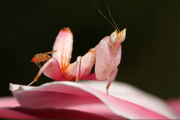 Mantis orquídea