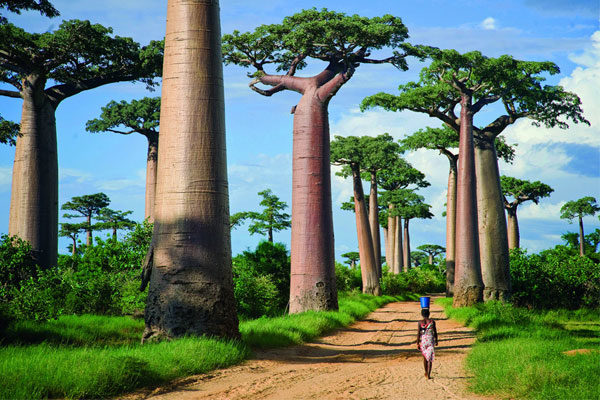 La Avenida de los Baobabs en Madagascar