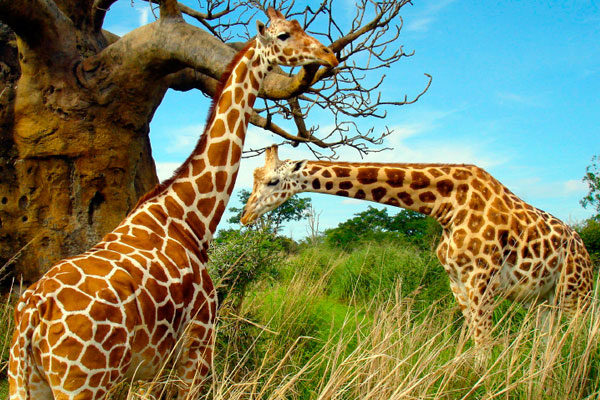 Las jirafas se limpian sus orejas con la lengua