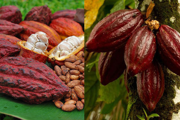 Cacao