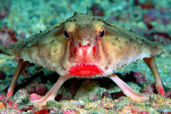 El pez murciélago de labios rojos