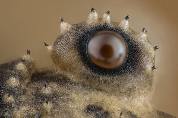 Opiliones, Washington