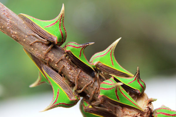 Umbonia Spinosa