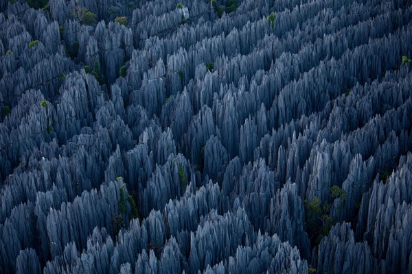 Un bosque de piedra, en Madagascar.