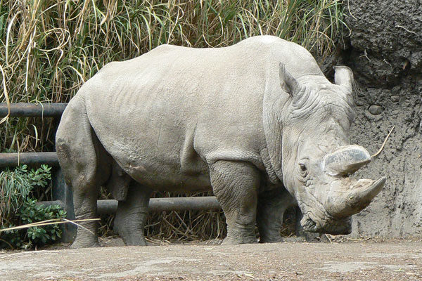 Rinoceronte blanco sudafricano