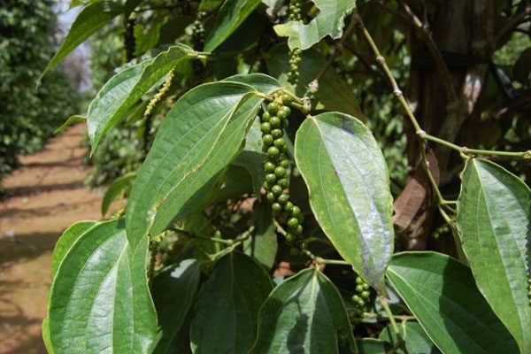 Pimienta negra