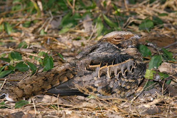 Caprimúlgidos o Gallinaciegas