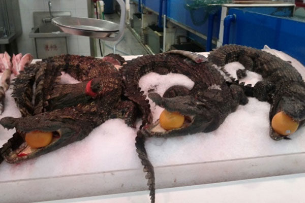 Tiburones y cocodrilos enteros en los supermercados