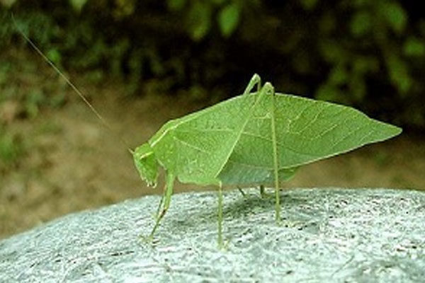 11 Grillo de los arbustos o Tettigoniidae