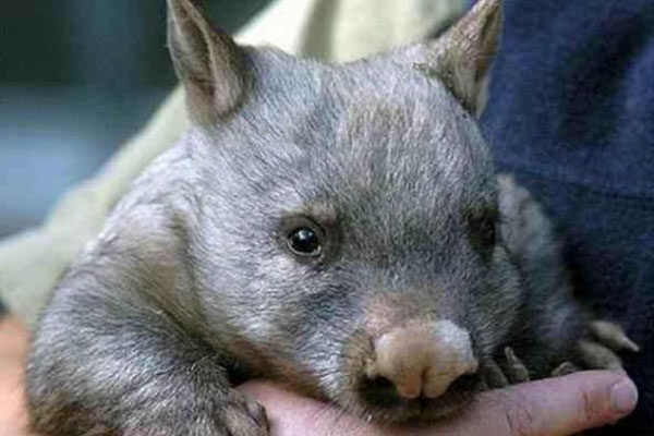 Wombat del norte (Lasiorhinus krefftii)