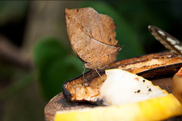 Mariposa hoja seca