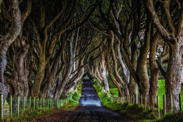 El camino de Dark Hedges en Irlanda