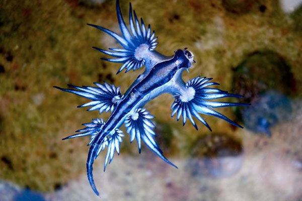 Glaucus atlanticus o Dragón Azul