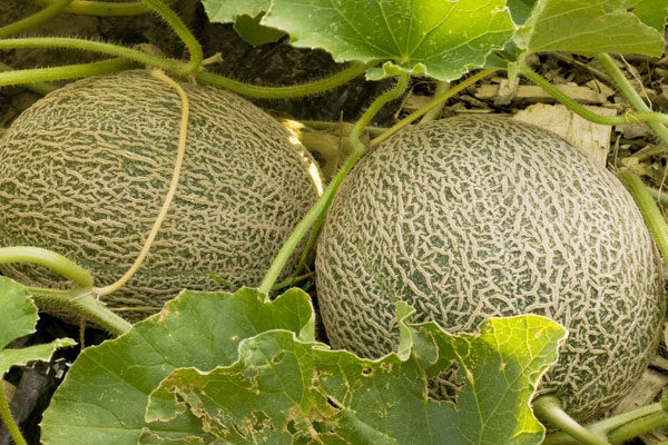 Melón