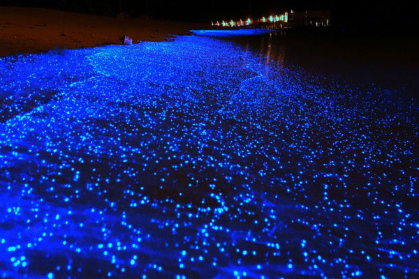 El mar de estrellas en la isla Vaadhoo en Maldivas