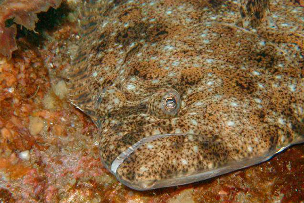 Paralichthys olivaceus