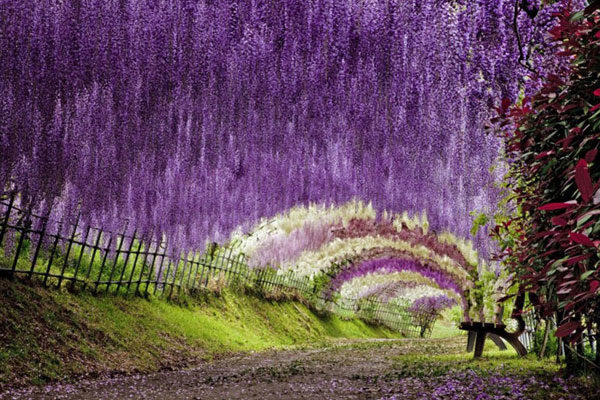 El túnel de la Wisteria en Japón