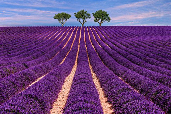 Campos de lavanda, Provenza, Francia