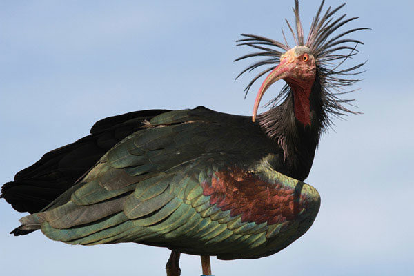 Ibis eremita (Geronticus eremita)