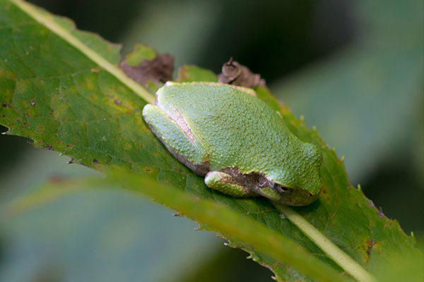 Ranas arborícolas