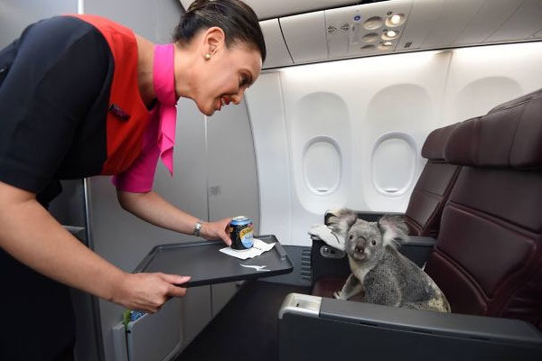 Koala en primera clase