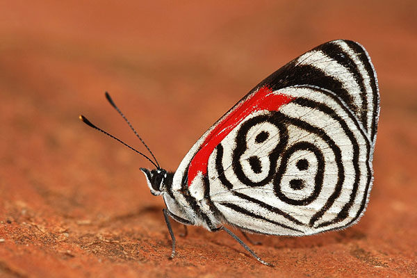 Mariposa 88