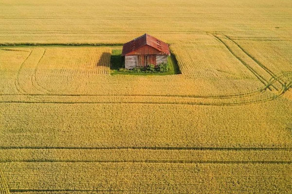 Entre el campo