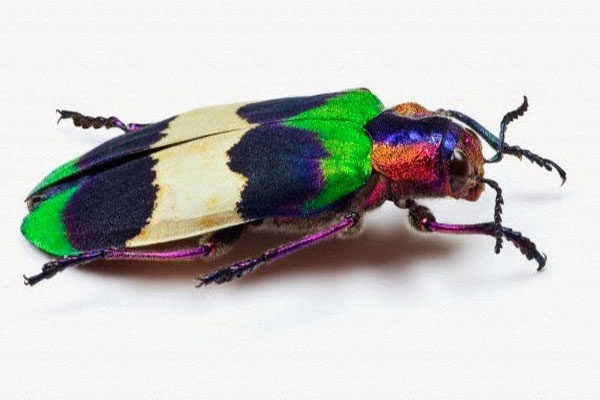 Escarabajo joya de Tailandia