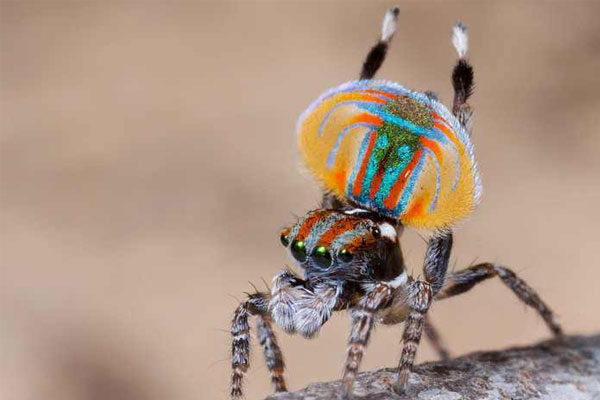 Araña saltadora