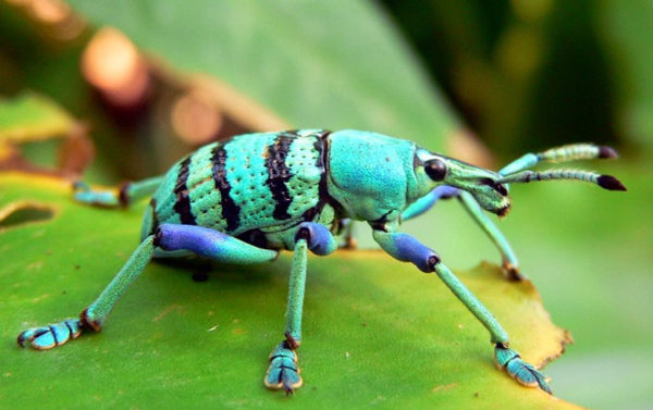 Escarabajo de la caña de Nueva Guinea