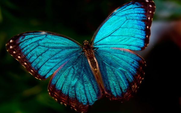 Mariposa azul morfo