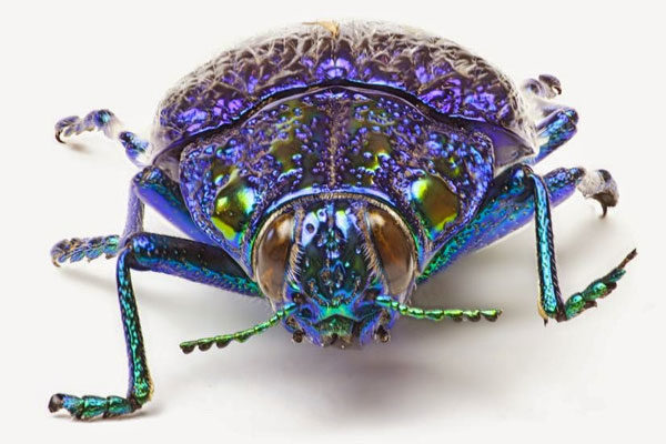 Escarabajo joya de Madagascar