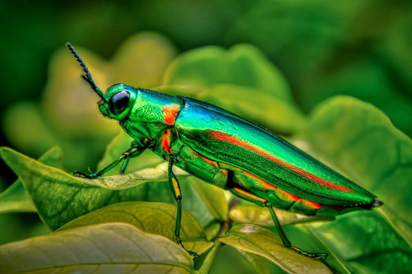 Escarabajo joya de Malasia