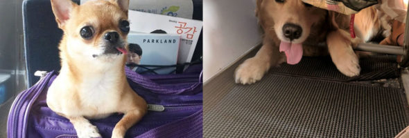 Adorables animales viajando en avión, son los mejores pasajeros